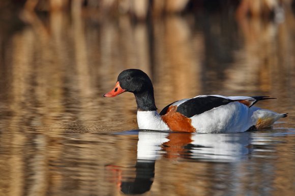 Volpoca - Common shelduck (Tadorna tadorna)