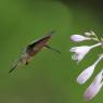 Colibri - Red throated Hummingbird (Archilochus colubris)