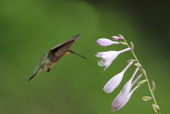 Colibri - Red throated Hummingbird (Archilochus colubris)