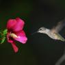Colibri - Red throated Hummingbird (Archilochus colubris)