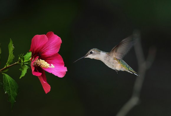 Colibri - Red throated Hummingbird (Archilochus colubris)