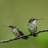 Colibri - Red throated Hummingbird (Archilochus colubris)