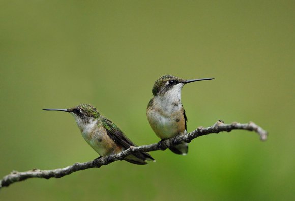 Colibri - Red throated Hummingbird (Archilochus colubris)