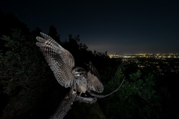 Succiacapre - Nightjar