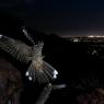 Succiacapre - Nightjar