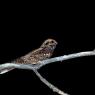 Succiacapre - Eurasian nightjar (Caprimulgus europaeus) 