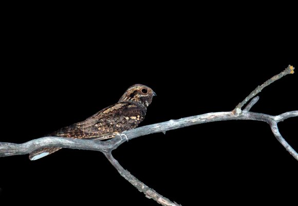 Succiacapre - Eurasian nightjar (Caprimulgus europaeus) 