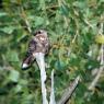 Succiacapre - Eurasian nightjar (Caprimulgus europaeus) 