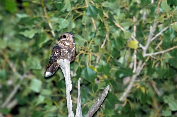 Succiacapre - Eurasian nightjar (Caprimulgus europaeus) 