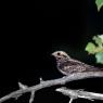 Succiacapre - Eurasian nightjar (Caprimulgus europaeus) 