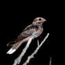 Succiacapre - Eurasian nightjar (Caprimulgus europaeus) 