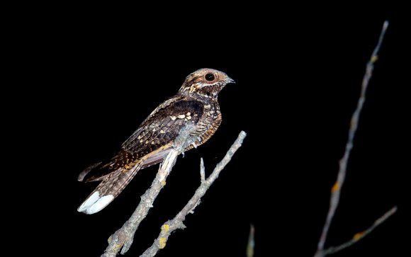 Succiacapre - Eurasian nightjar (Caprimulgus europaeus) 