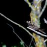 Succiacapre - Eurasian nightjar (Caprimulgus europaeus) 