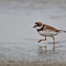 Corriere piccolo - Little ringed plover (Charadrius dubius)