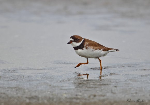 Corriere piccolo - Little ringed plover (Charadrius dubius)