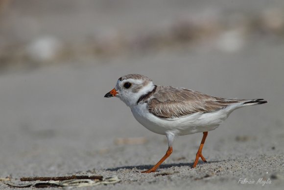 Corriere piccolo - Little ringed plover (Charadrius dubius)