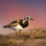 Voltapietre - Ruddy turnstone