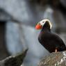 Pulcinella dai Ciuffi - Tufted puffin (Fratercula cirrhata)