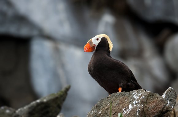 Pulcinella dai Ciuffi - Tufted puffin (Fratercula cirrhata)