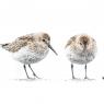 Piovanello pancia nera - Dunlin (Calidris alpina)