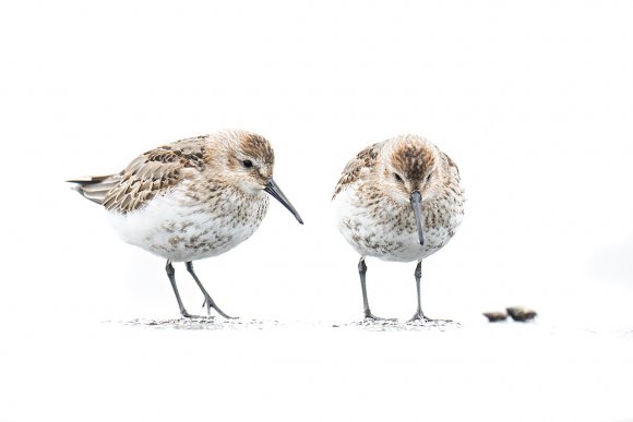 Piovanello pancia nera - Dunlin (Calidris alpina)