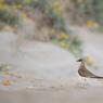 Pernice di mare - Collared pratincole (Glareola pratincola)