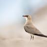 Pernice di mare - Collared pratincole (Glareola pratincola)