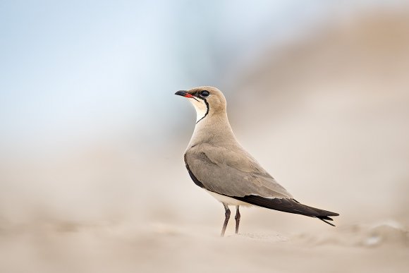 Pernice di mare - Collared pratincole (Glareola pratincola)