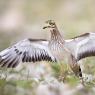 Occhione - Stone Curlew