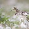 Occhione - Stone Curlew