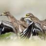 Occhione - Stone Curlew