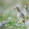 Occhione - Stone Curlew