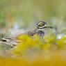 Occhione - Stone Curlew