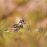 Occhione - Stone Curlew