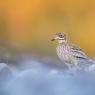 Occhione - Stone curlew