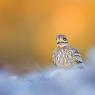 Occhione - Stone curlew