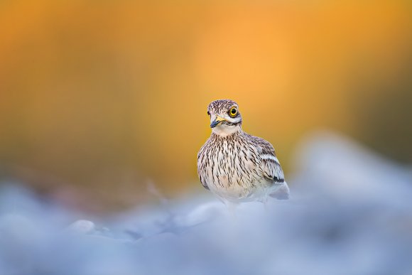 Occhione - Stone curlew