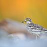 Occhione - Stone curlew