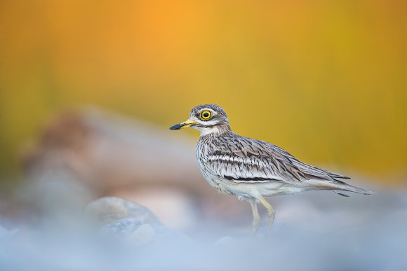 Occhione - Stone curlew