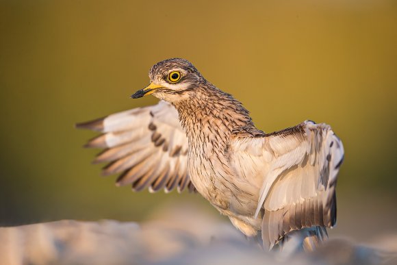 Occhione - Stone curlew