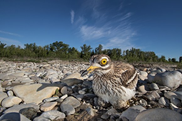 Occhione - Stone curlew