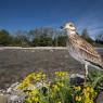 Occhione - Stone curlew