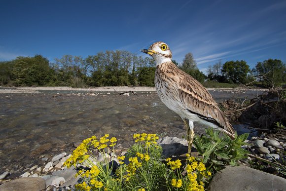 Occhione - Stone curlew