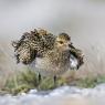 Piviere Dorato -  European golden plover (Pluvialis apricaria)