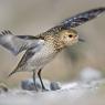 Piviere Dorato -  European golden plover (Pluvialis apricaria)