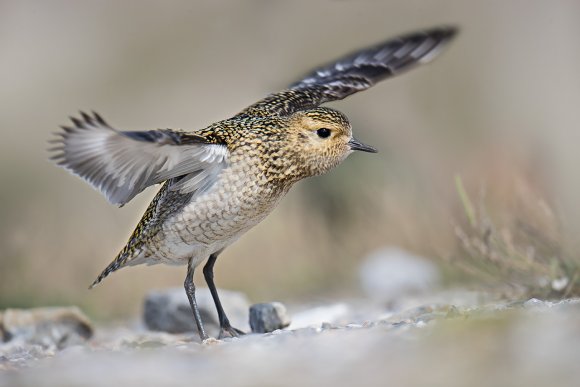 Piviere Dorato -  European golden plover (Pluvialis apricaria)