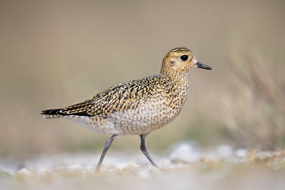 Piviere Dorato -  European golden plover (Pluvialis apricaria)