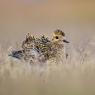 Piviere Dorato -  European golden plover (Pluvialis apricaria)