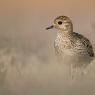 Piviere Dorato -  European golden plover (Pluvialis apricaria)