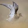 Piviere Dorato -  European golden plover (Pluvialis apricaria)